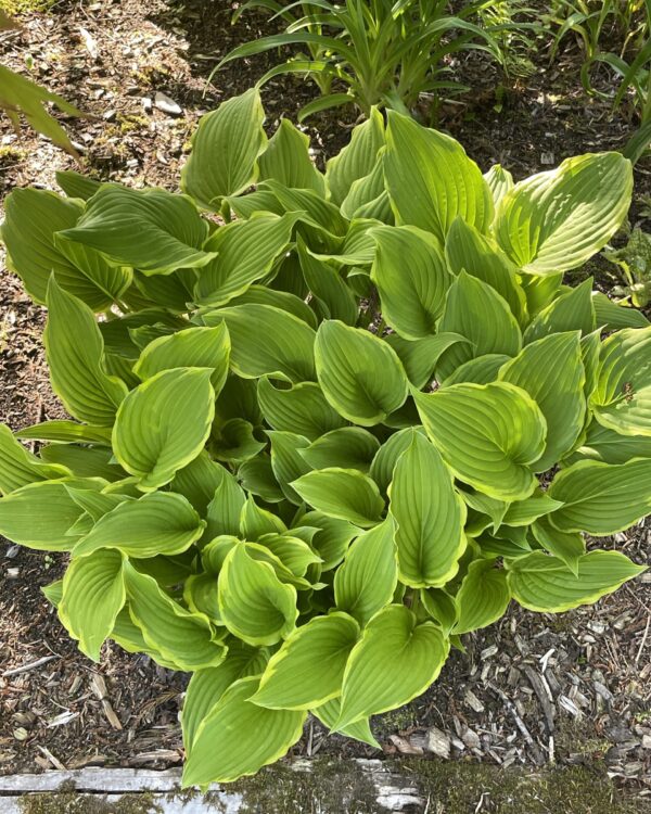 Star Light Star Bright(Medium) hosta