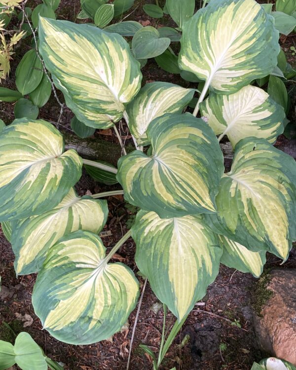 The Queen(Medium) hosta