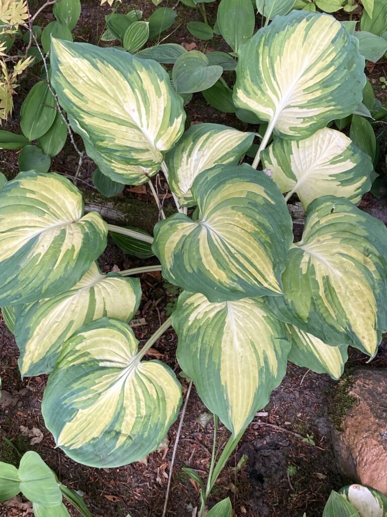 The Queen(Medium) hosta