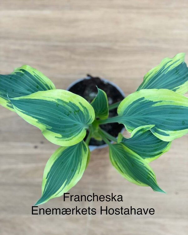 Francheska(Medium) hosta