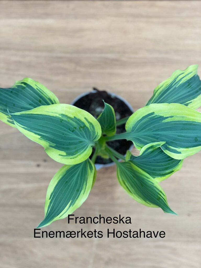 Francheska(Medium) hosta