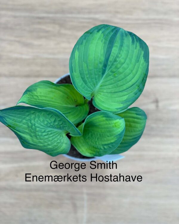 George Smith(Large) hosta