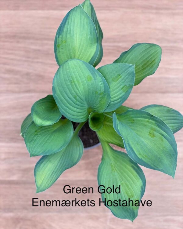 Green Cold(Large) hosta