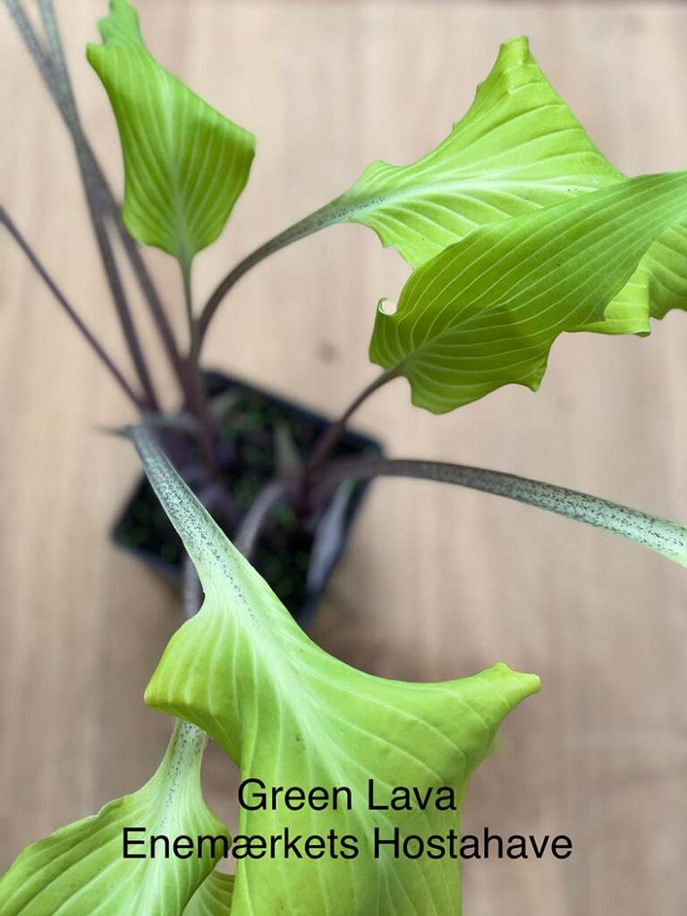 Green Lava(Medium) hosta