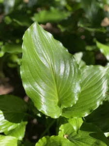 Nærbillede af blankt grønt blad fra hosta