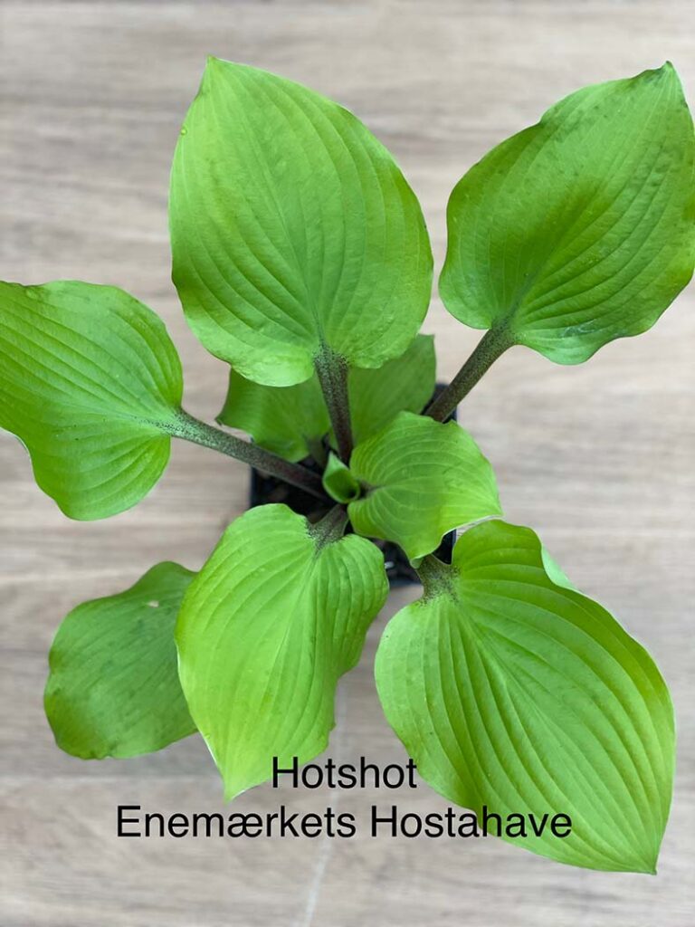 Hotshot(Medium) hosta