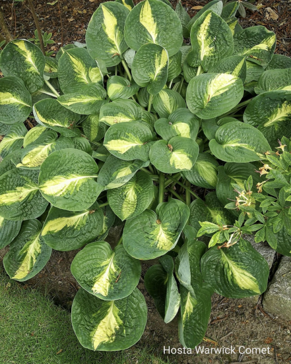 Warwick Comet(Medium) hosta