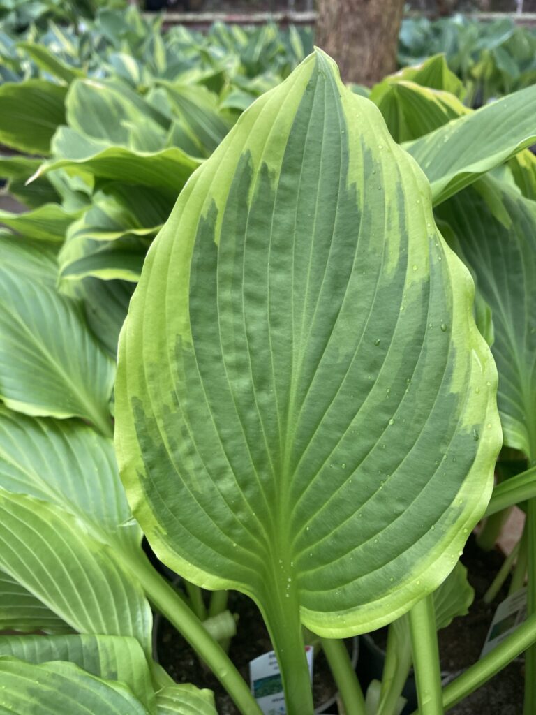 Bridgeville (Medium) hosta