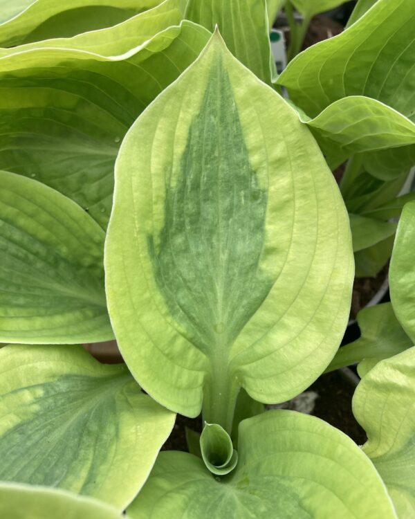 Glad Rags (Medium) hosta