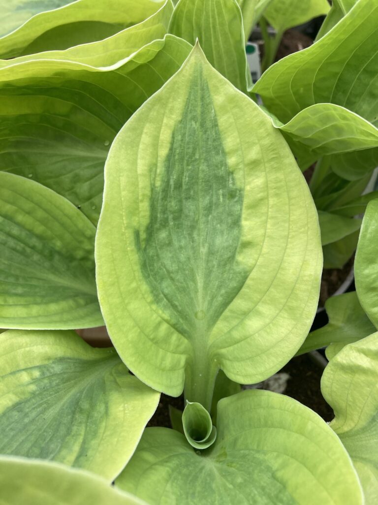 Glad Rags (Medium) hosta