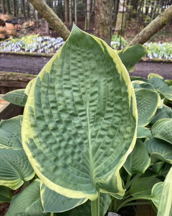 Parasol(XL) hosta