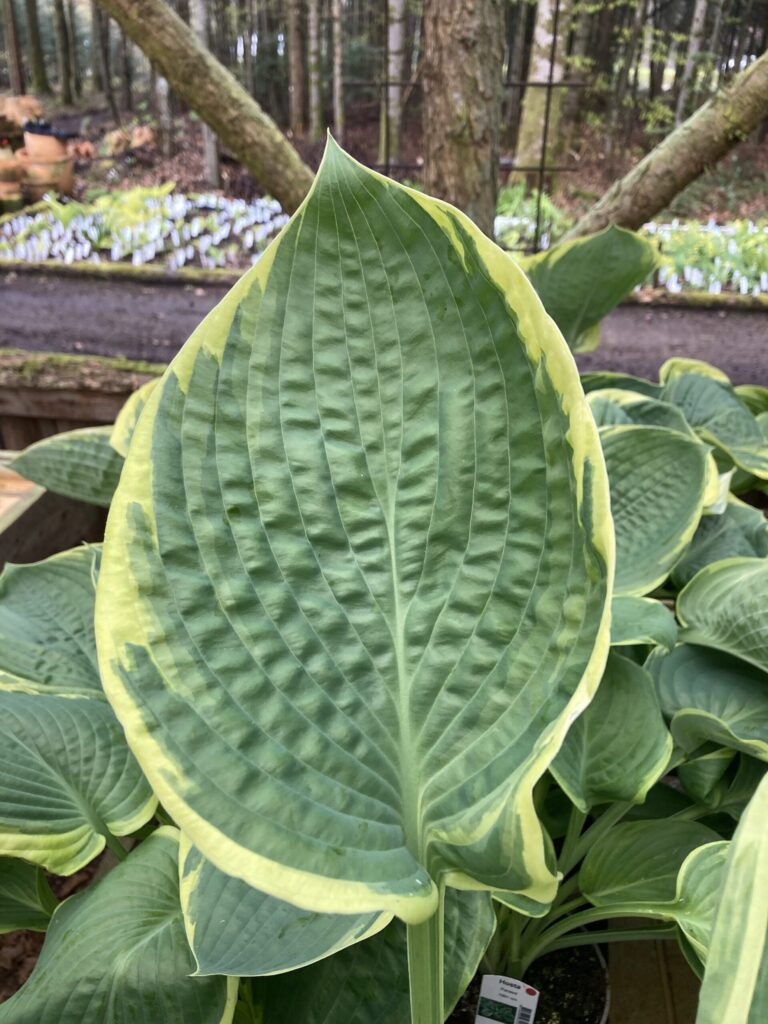 Parasol(XL) hosta