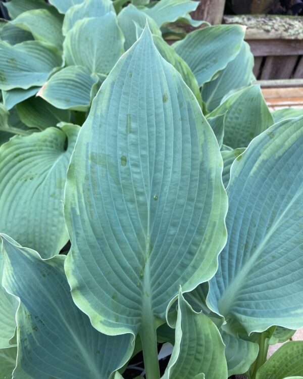 Eclipse(XL) hosta