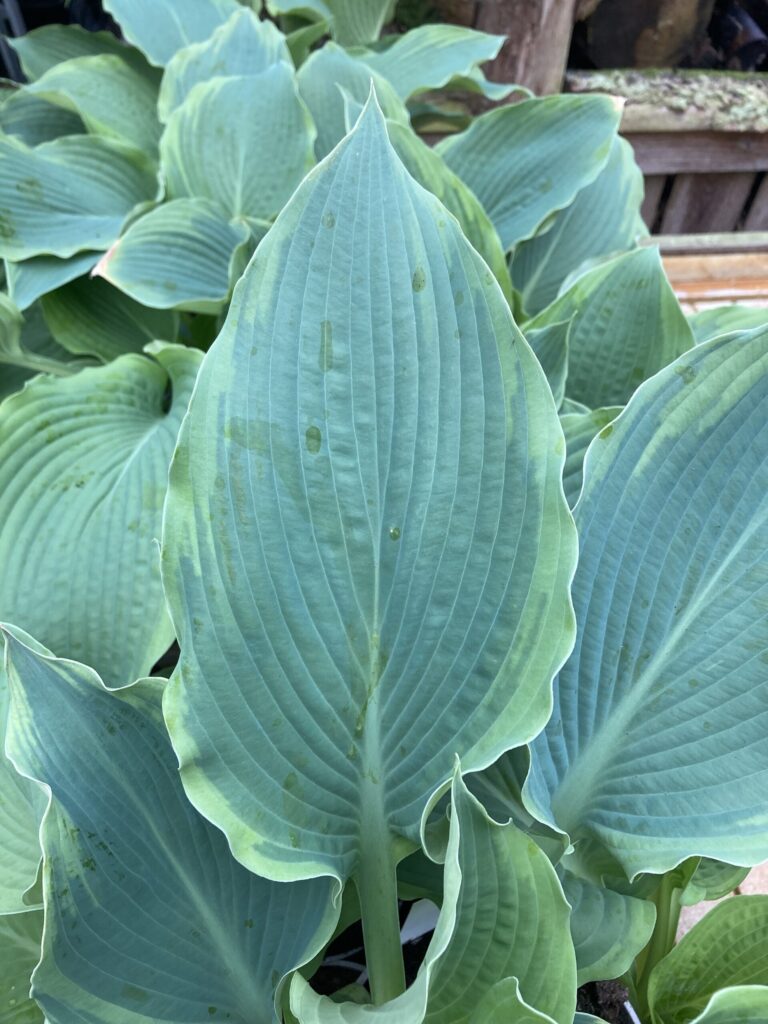 Eclipse(XL) hosta