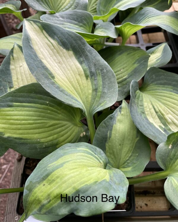 Hudson Bay(Medium-Large) hosta