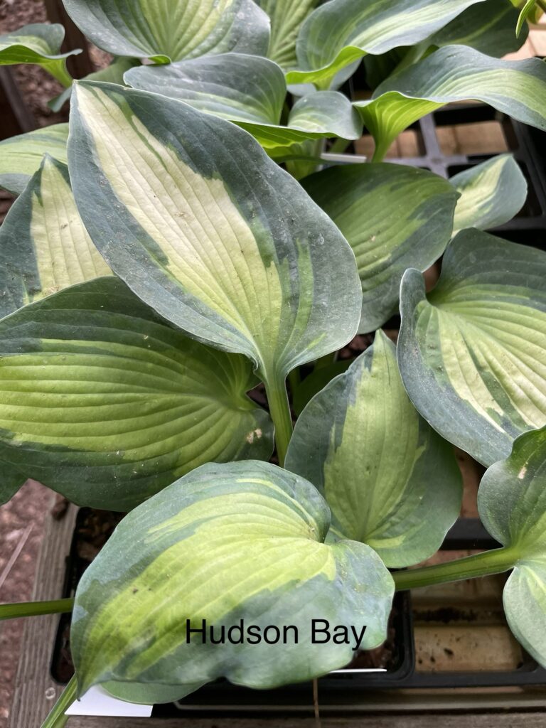 Hudson Bay(Medium-Large) hosta