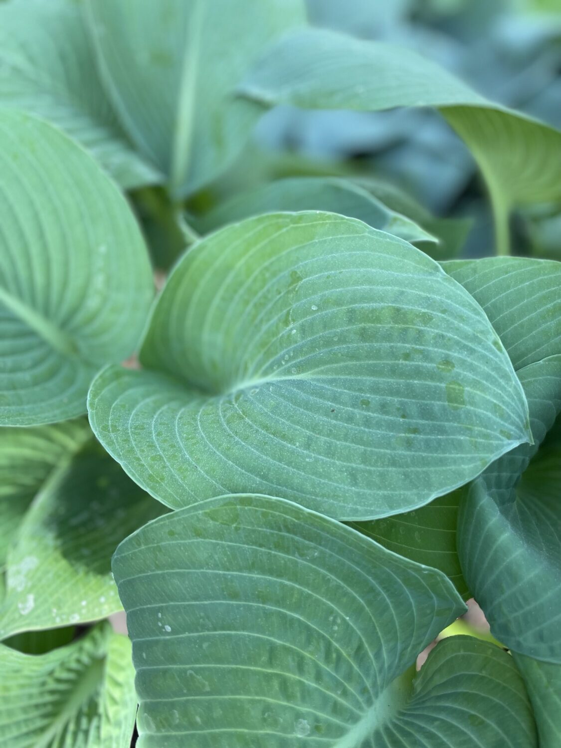 Nærbillede af smuk blå hosta