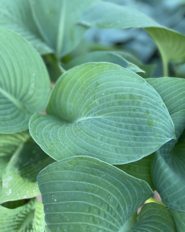 American King of the Woods(XL) hosta