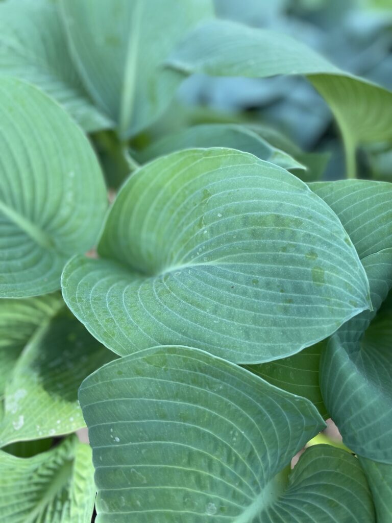 American King of the Woods(XL) hosta