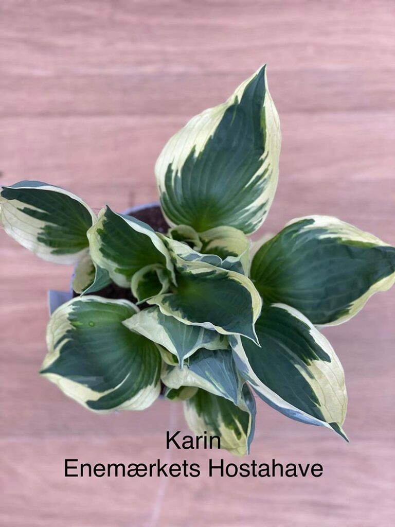 Karin(Medium) hosta