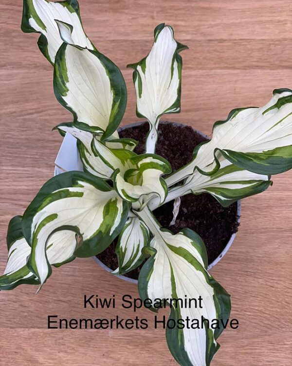 Kiwi Spearmint(Small-Medium) hosta