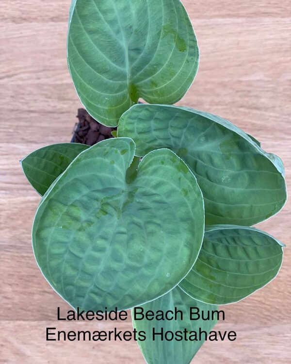 Lakeside Beach Bum(small-medium) hosta