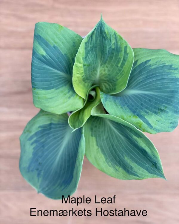 Maple Leaf(Large) hosta