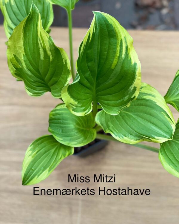 Miss Mitzi(Medium-Large) hosta