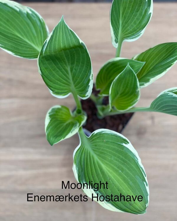 Moonlight(medium-large) hosta