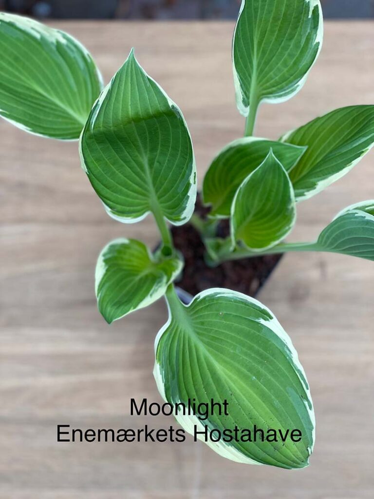 Moonlight(medium-large) hosta