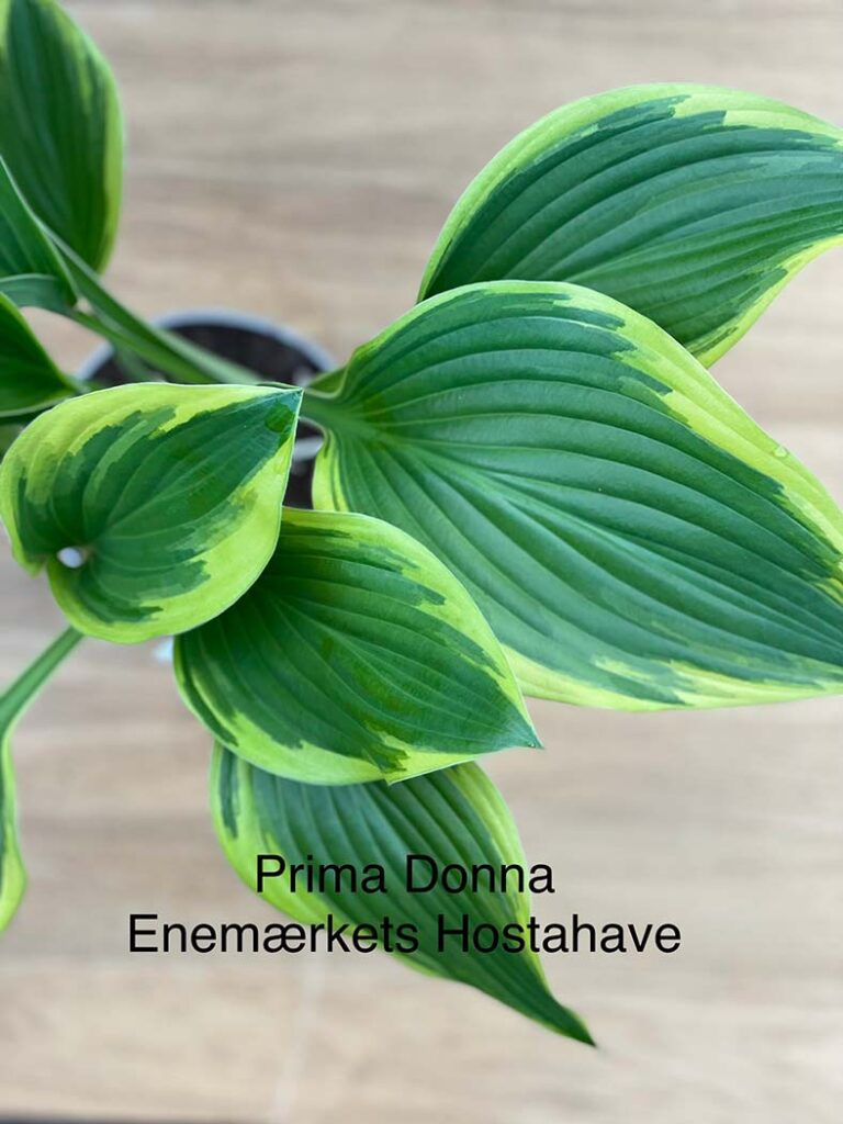 Prima Donna(Large) hosta