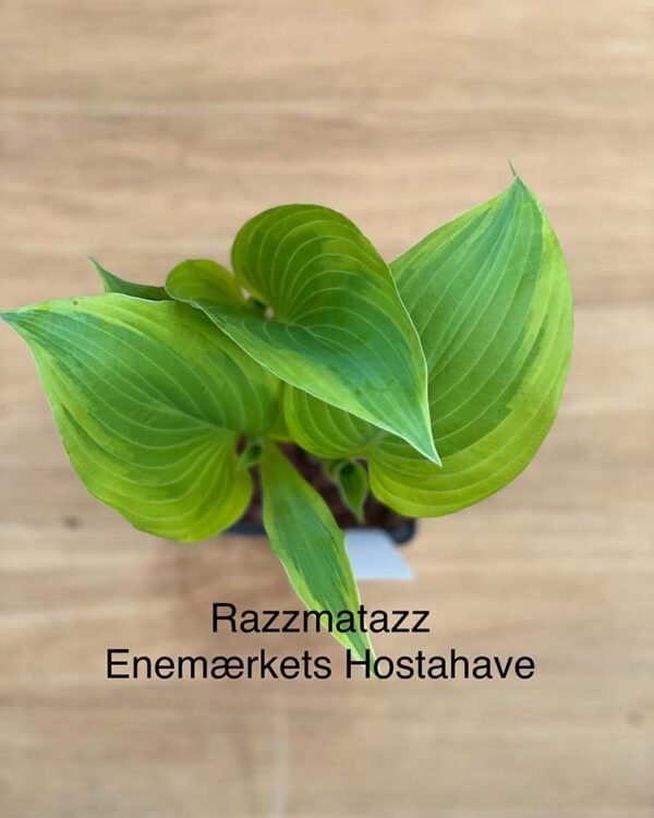 Razzmatazz(Medium) hosta