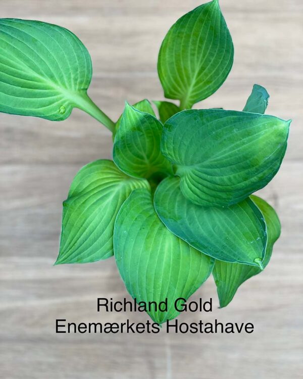 Richland Gold(Large) hosta