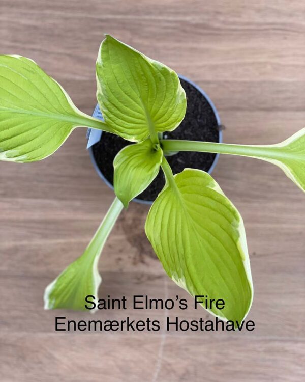 Saint Elmo's Fire(Medium) hosta