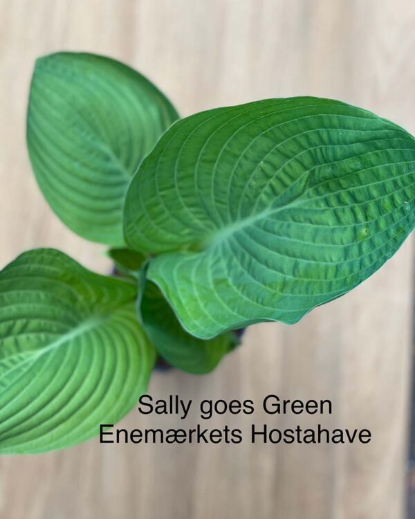 Sally Goes Green(Large) hosta