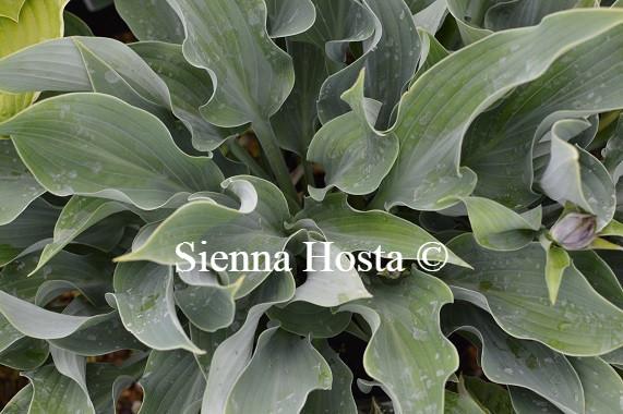 Salute(Medium) hosta