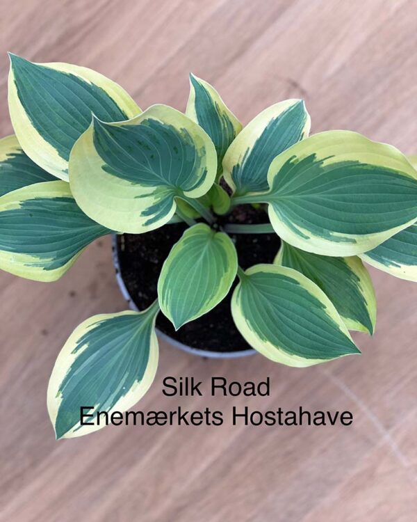 Silk Road(Large) hosta