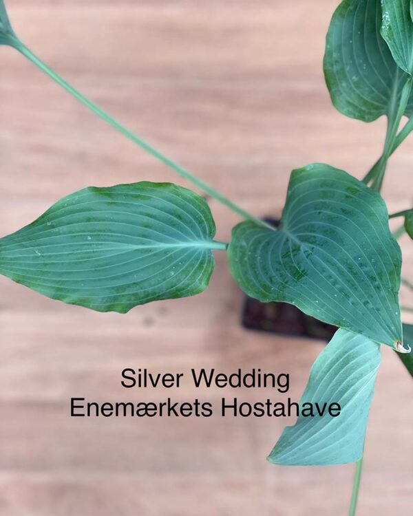 Silver Wedding(Medium) hosta