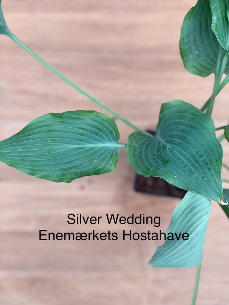 Silver Wedding(Medium) hosta