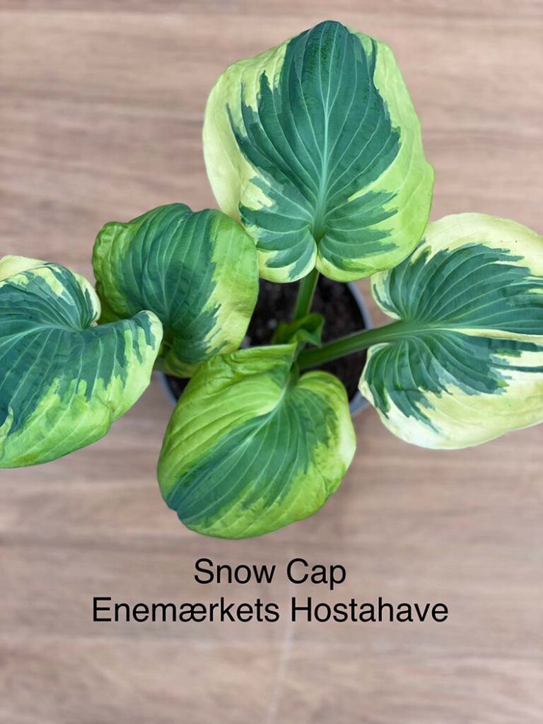 Snow Cap(Medium-Large) hosta