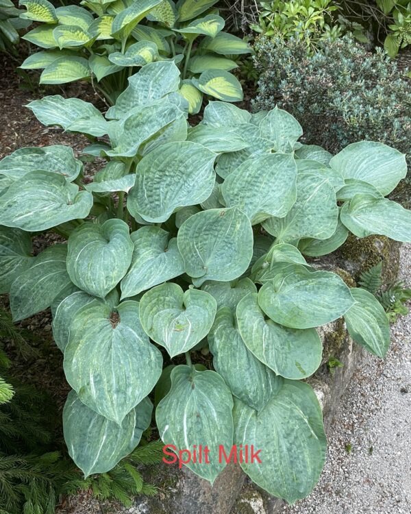 Spilt Milk(Medium) hosta