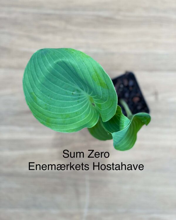 Sum Zero(XL) hosta