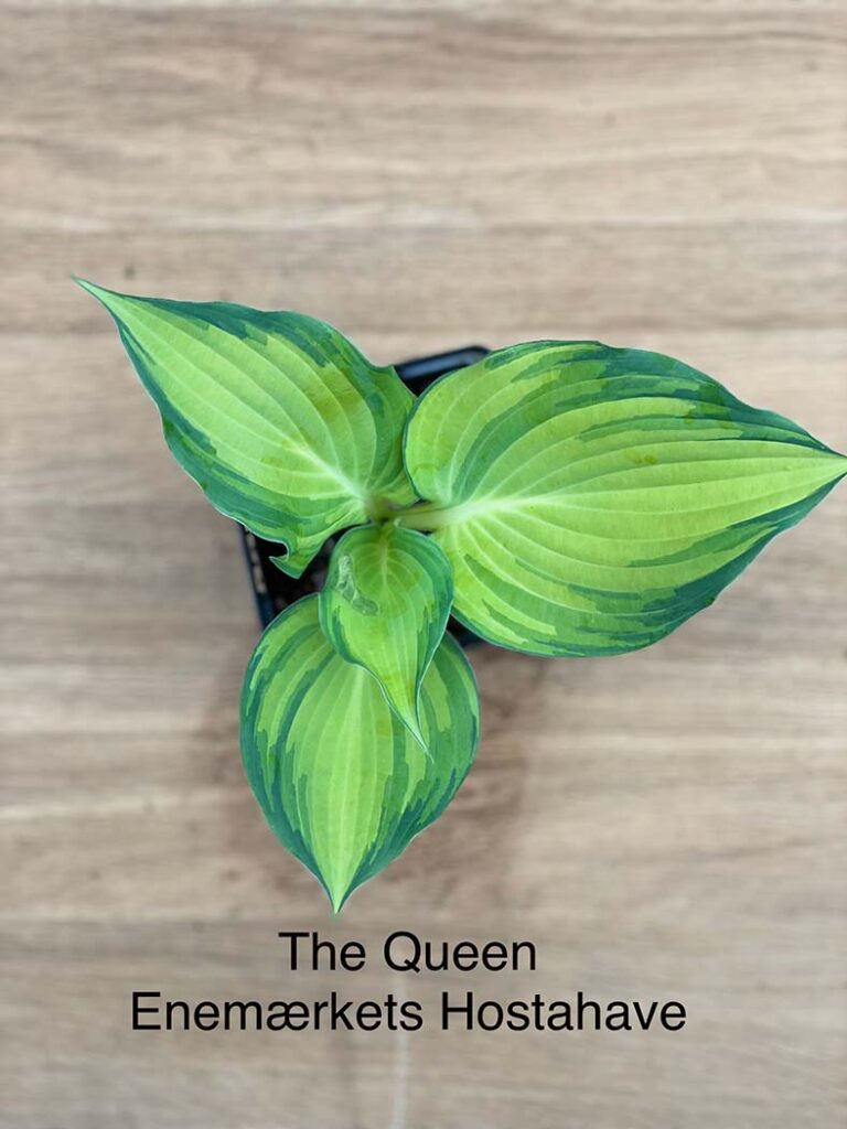 The Queen(Medium)