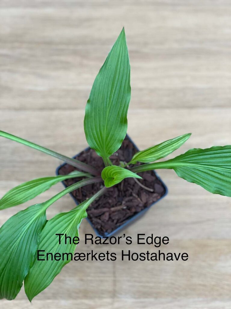 The Razor's Edge(Small-medium) hosta