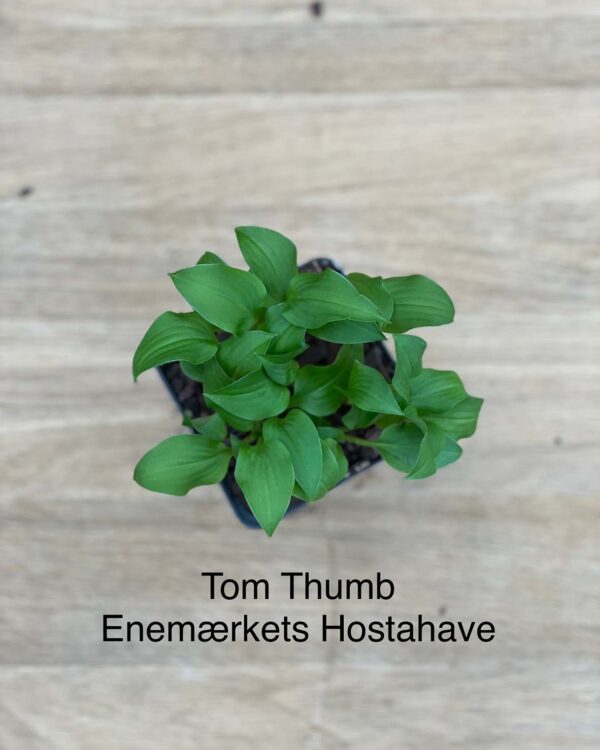 Tom Thumb(mini) hosta