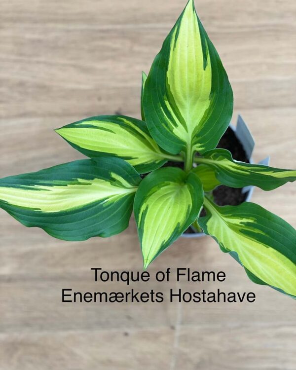 Tongue of Flame(Medium) hosta