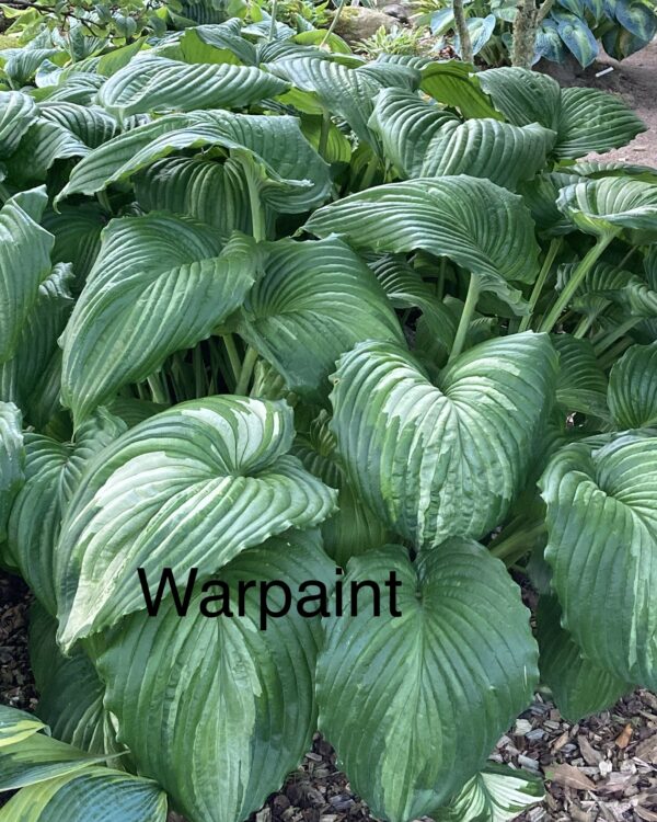 War Paint (Large) hosta