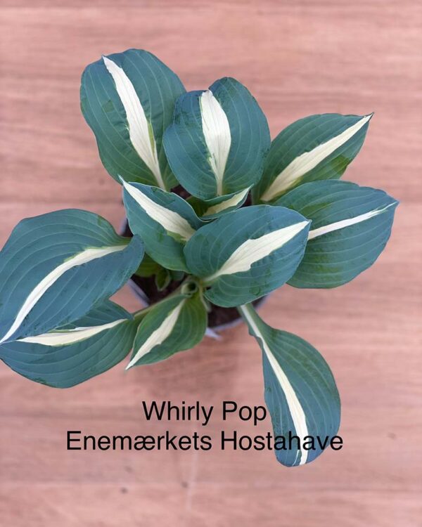 Whirly Pop(Medium) hosta