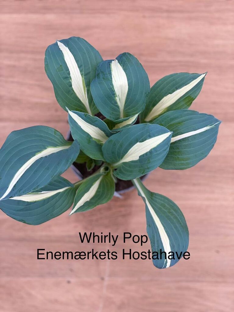 Whirly Pop(Medium) hosta