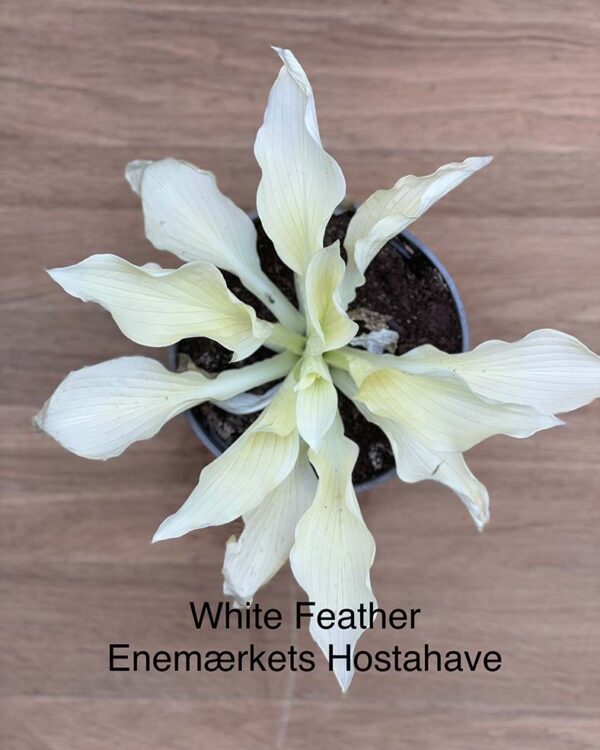 White feather hosta